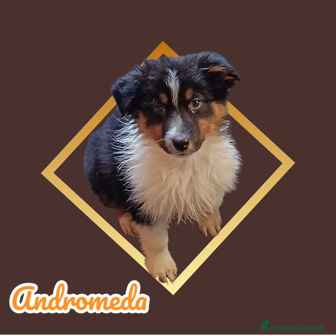 Australian Shepherd cani in vendita: Cuccioli pastore australiano  - Annuncio 4