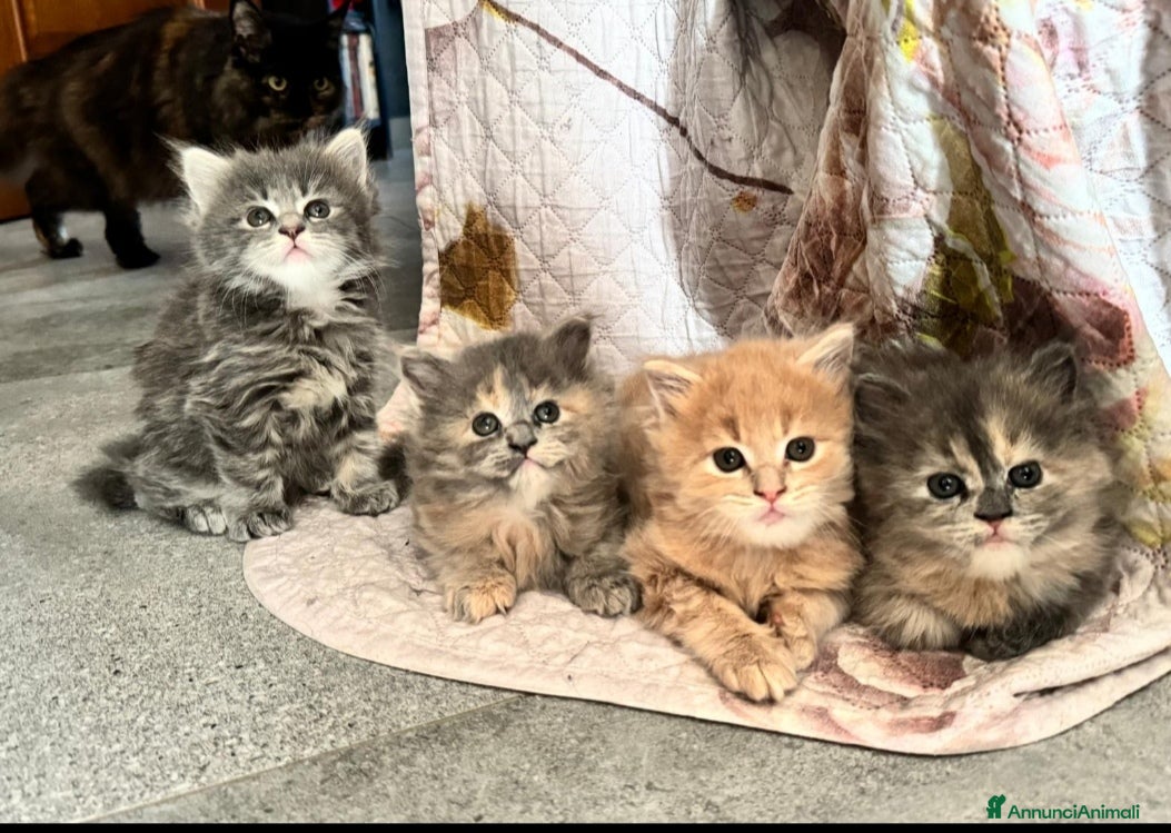 Persiano gatti Cuccioli di persiano disponibili  - Annuncio 3