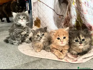 Persiano gatti Cuccioli di persiano disponibili - Annuncio 3