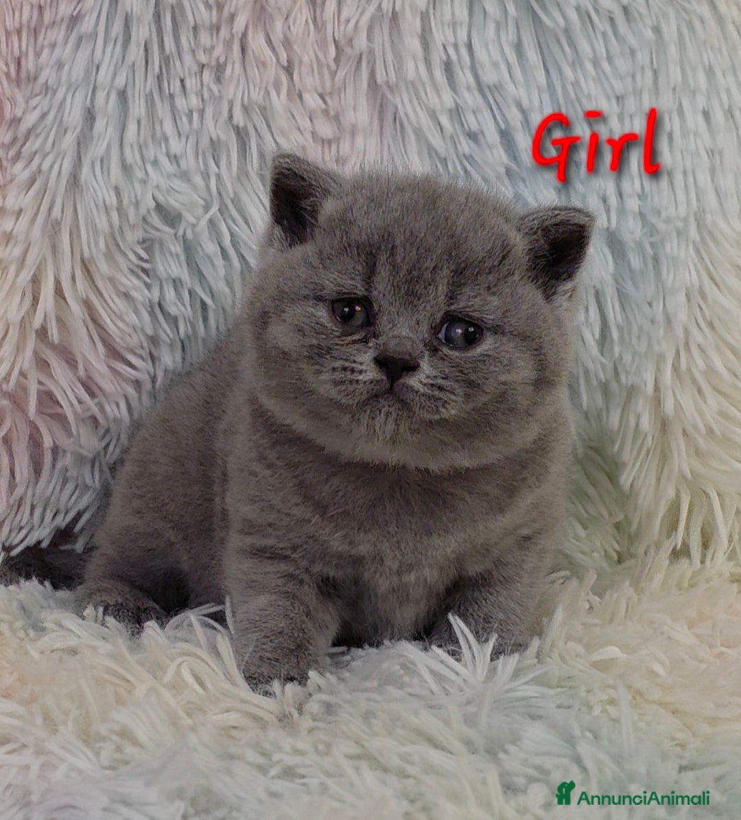 British gatti in vendita: Cucciole British shorthair  - Annuncio 12
