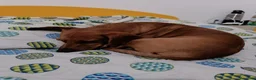 Bassotto cani per accoppiamento: Bassotto per monta - Annuncio 7