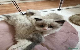 Ragdoll gatti in vendita: Cuccioli ragdoll disponibili  a Provincia di Como - Immagine 6