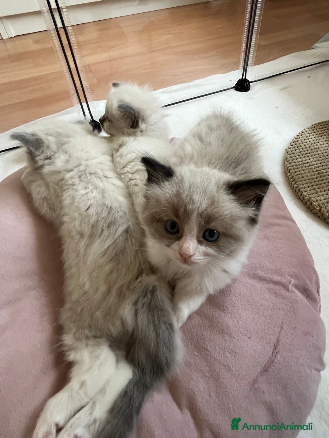Ragdoll gatti in vendita: Cuccioli ragdoll disponibili  a Provincia di Como - Immagine 6
