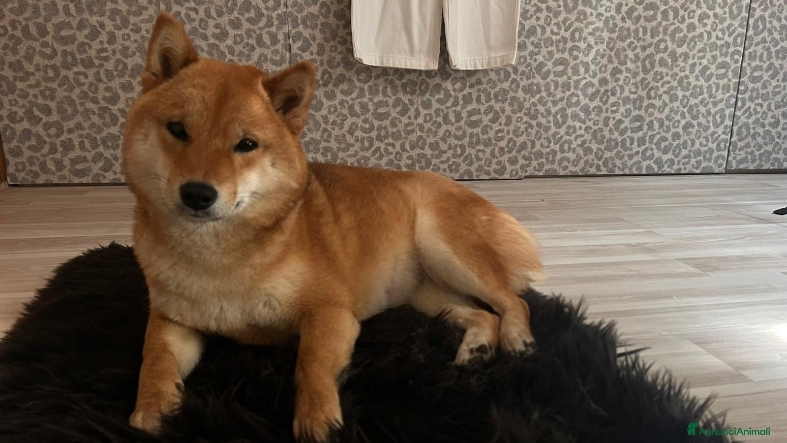 Shiba Inu cani Vendensi cuccioli di Shiba Inu - Annuncio 1