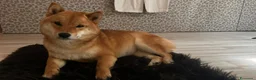 Shiba Inu cani in vendita: Vendensi cuccioli di Shiba Inu - Annuncio 1