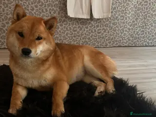 Shiba Inu cani Vendensi cuccioli di Shiba Inu - Annuncio 2