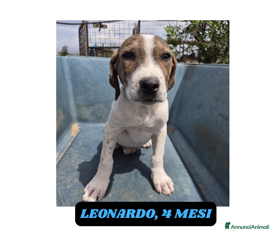 Meticcio cani Cuccioli 3mesi BUTTATI SENZA PIETÀ!CATANIA SOS   - Annuncio 7
