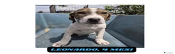 Meticcio cani in regalo: Cuccioli 3mesi BUTTATI SENZA PIETÀ!CATANIA SOS   - Annuncio 1