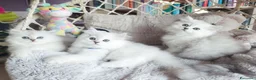 Persiano gatti in vendita: Gatti persiani a Provincia di Padova - Annuncio 4