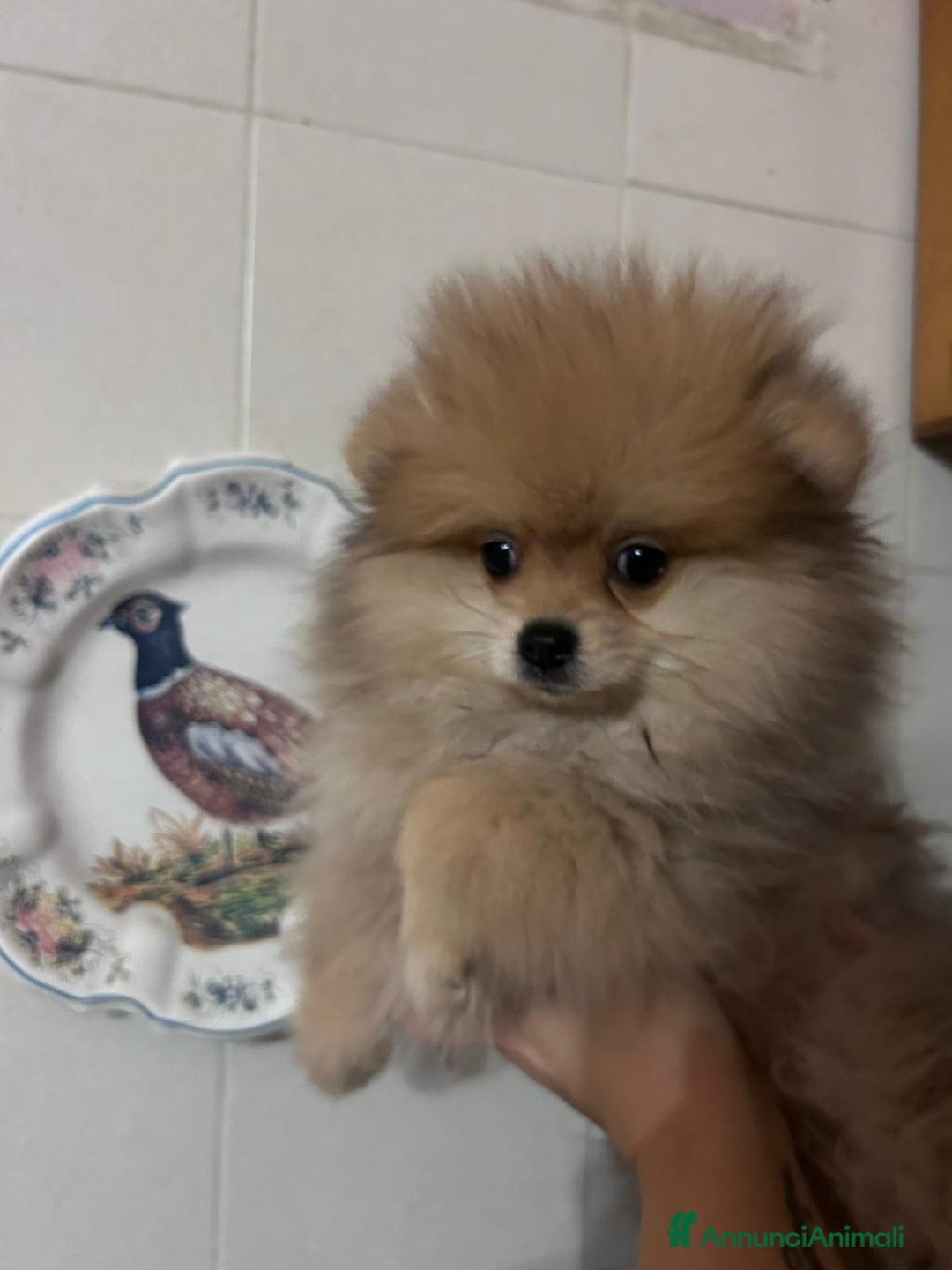 Volpino Pomerania cani in vendita: Cucciolo di pomerania  - Annuncio 9