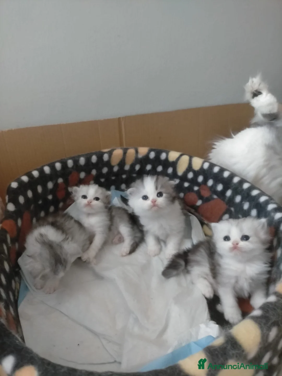 Scottish gatti in vendita: Piccoli scottish fold e straight a Città Metropolitana di Torino - Annuncio 2