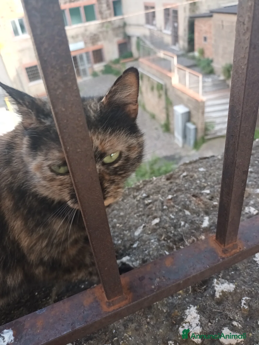 Meticcio gatti in regalo: Piccola gattina Caserta  a Provincia di Caserta - Annuncio 2
