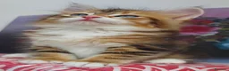 Siberiano gatti in vendita: Cucciolo Siberiano Certificato  - Annuncio 6