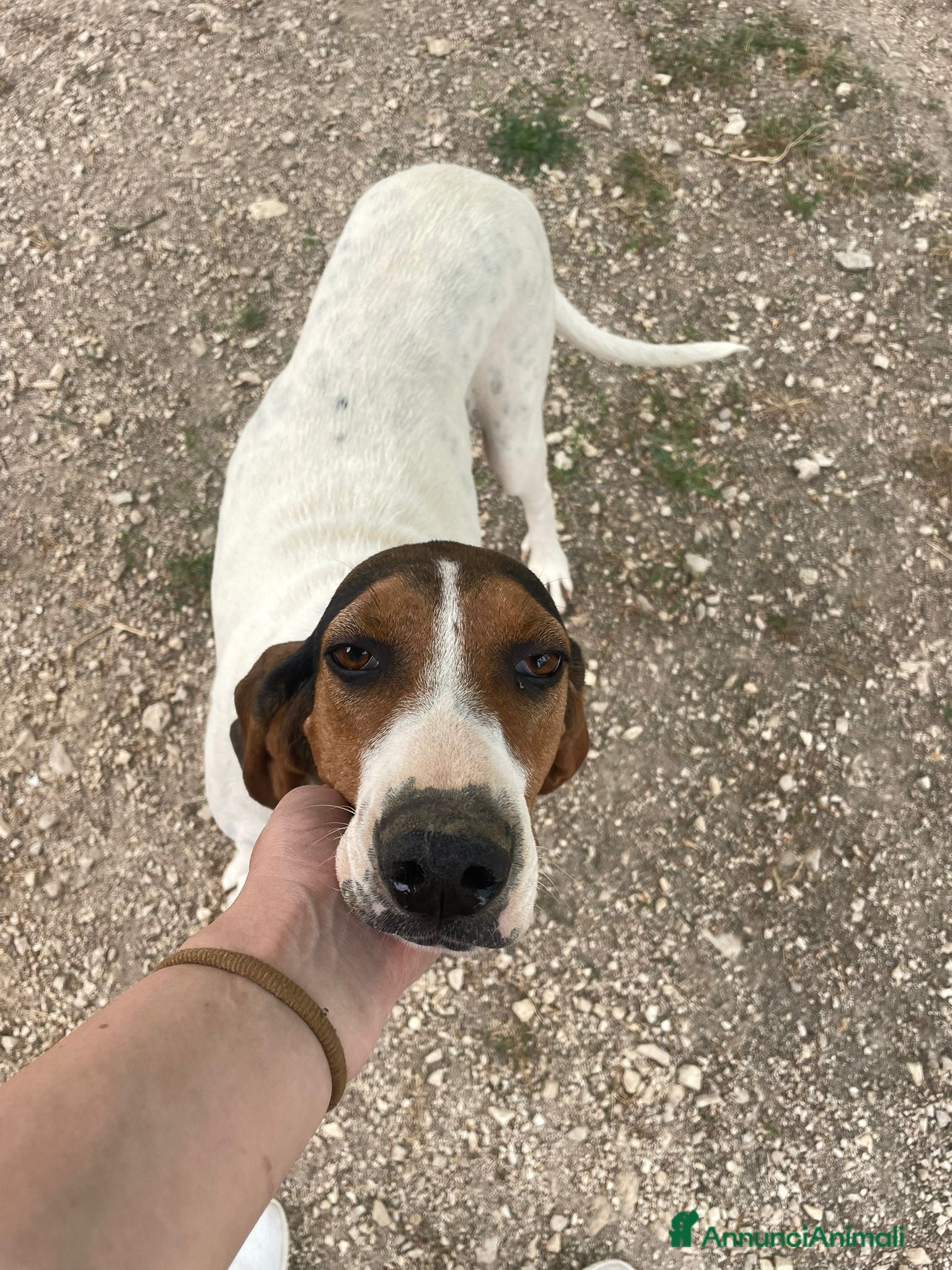 Segugio cani MAMMA e FIGLIA - Annuncio 3