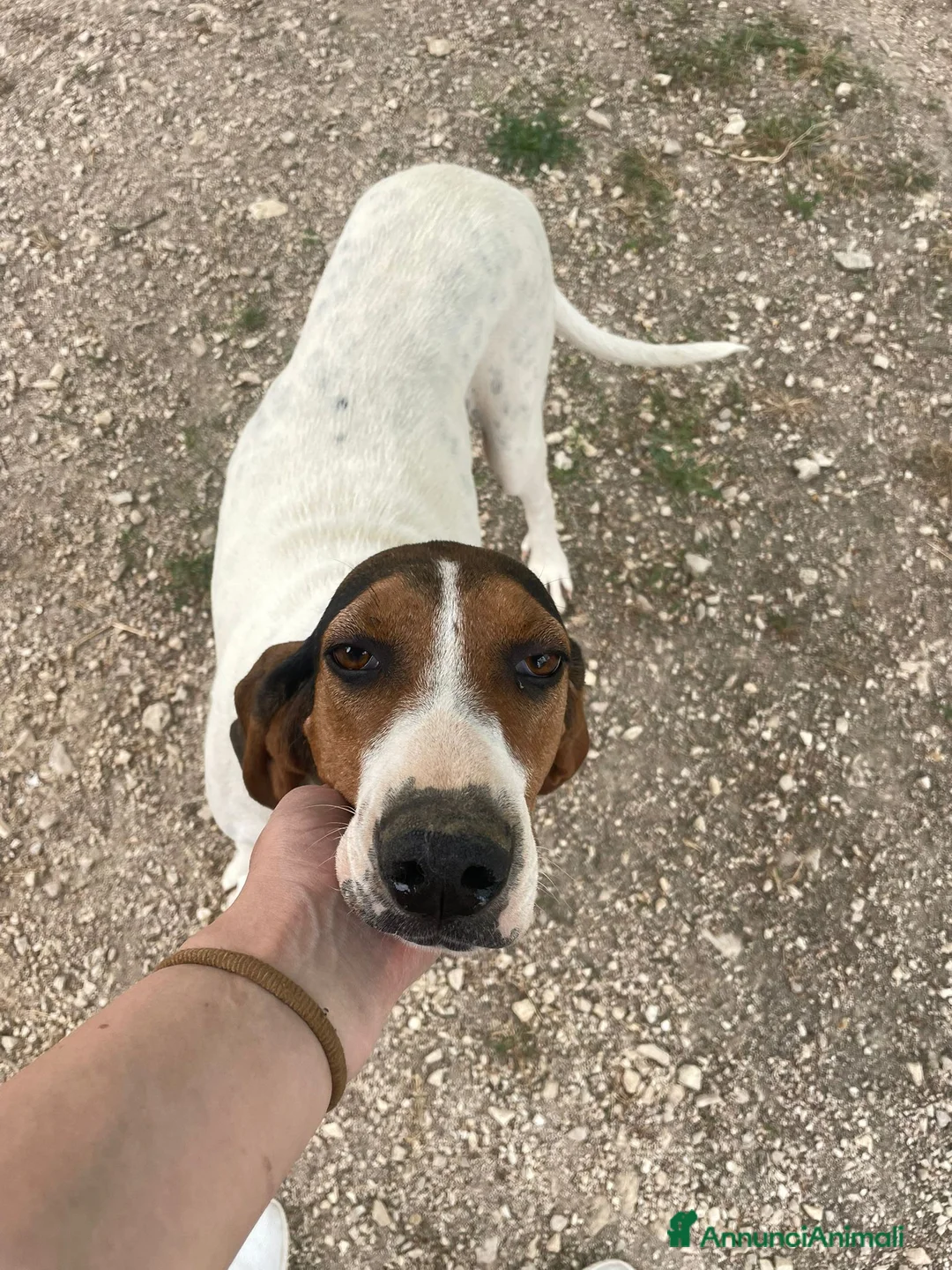 Segugio cani in regalo: MAMMA e FIGLIA - Annuncio 1