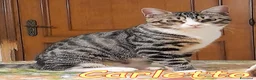 Europeo gatti in regalo: CARLETTO DOLCISSIMO GATTINO - Annuncio 3