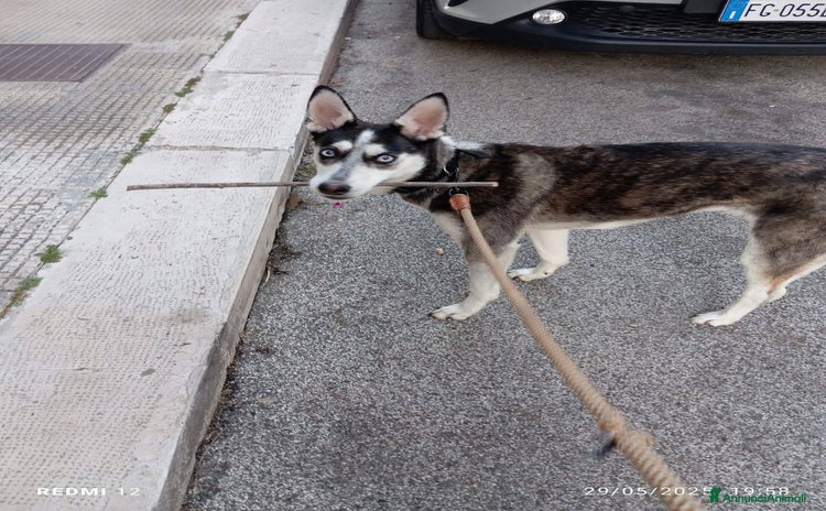 Meticcio cani a Città Metropolitana di Firenze - Annuncio 1