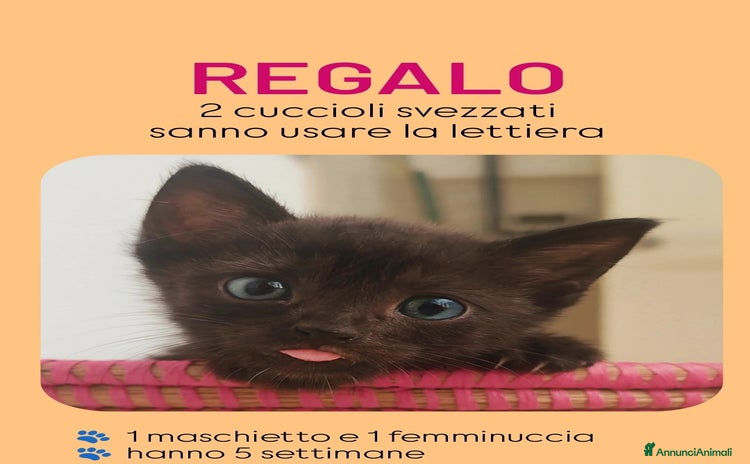 Altre razze gatti a Provincia di Brindisi - Annuncio 1