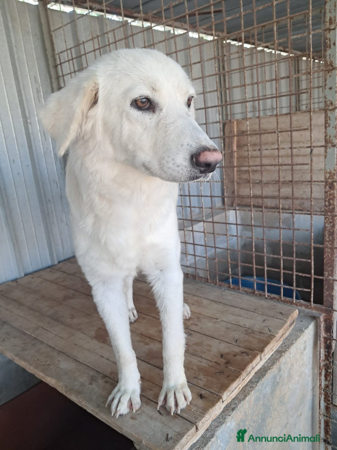 Meticcio cani in regalo: GIPSY cucciola bianca - Annuncio 2