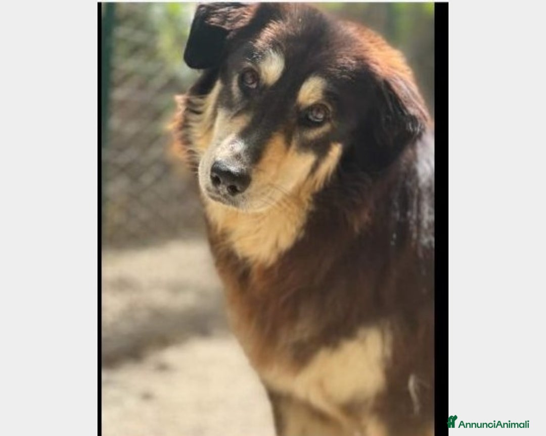 Meticcio cani in regalo: Lady 4anni pelo lungo da 1lager a Roma in stallo a Milano - Annuncio 1