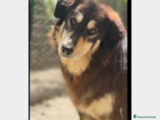 Meticcio cani Lady 4anni pelo lungo da 1lager a Roma in stallo a Milano - Annuncio 34