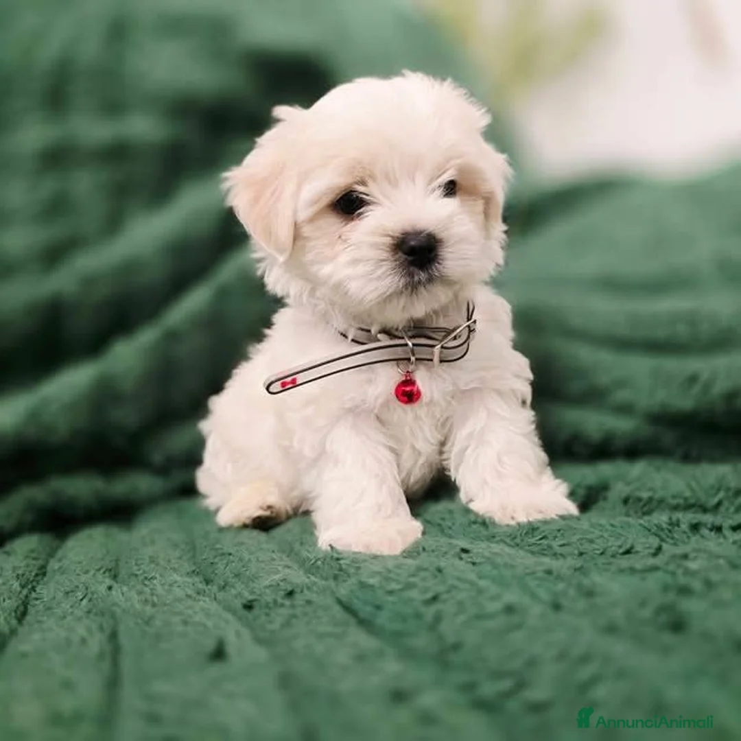 Maltese cani in vendita: Cuccioli di maltese - Annuncio 1