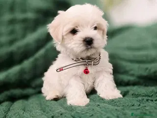 Maltese cani Cuccioli di maltese - Annuncio 1