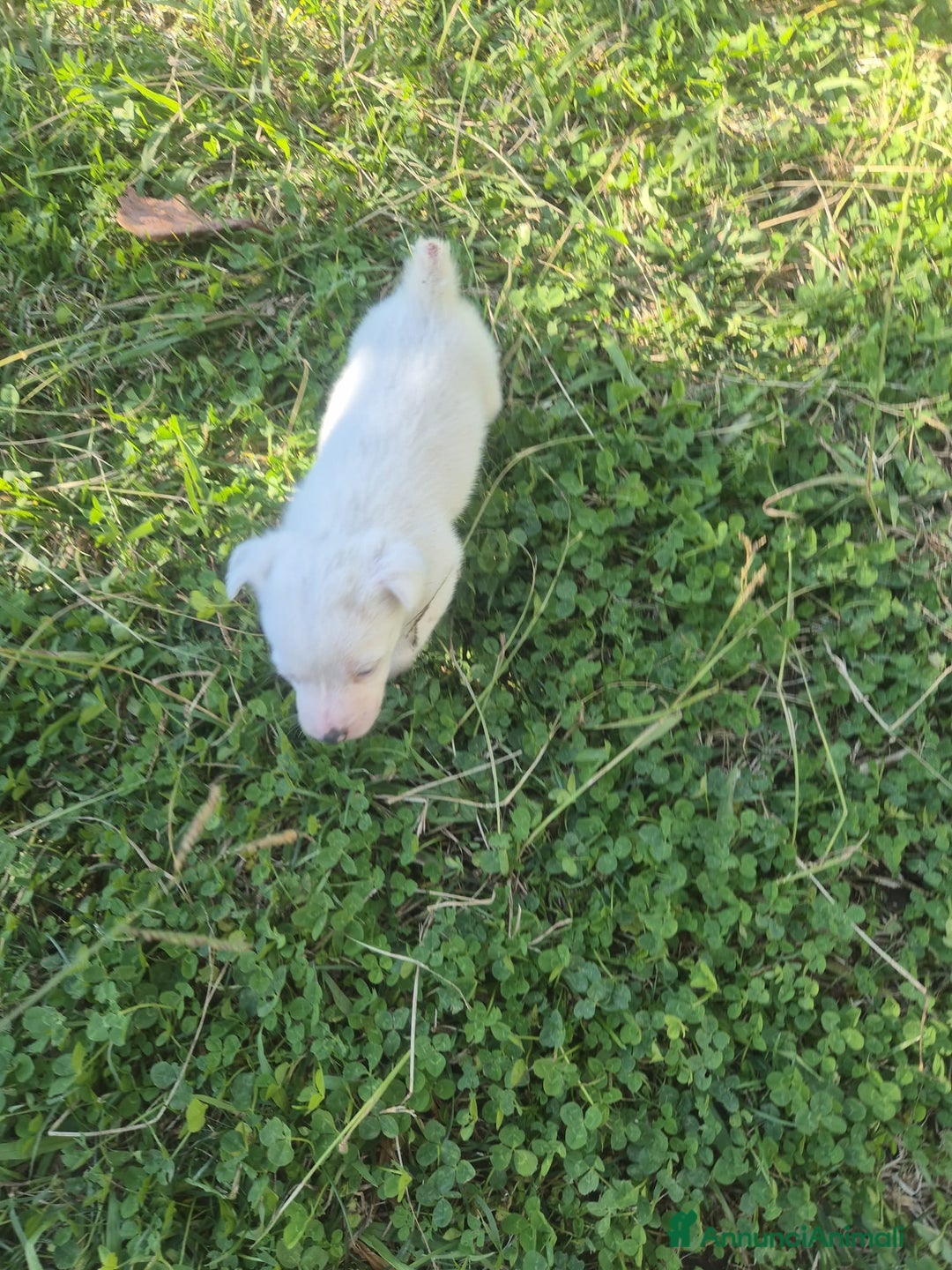 Jack Russell cani in vendita: Cucciolo Jack russel - Annuncio 1