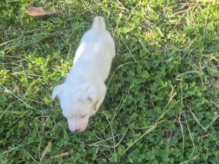 Jack Russell cani Cucciolo Jack russel - Annuncio 1