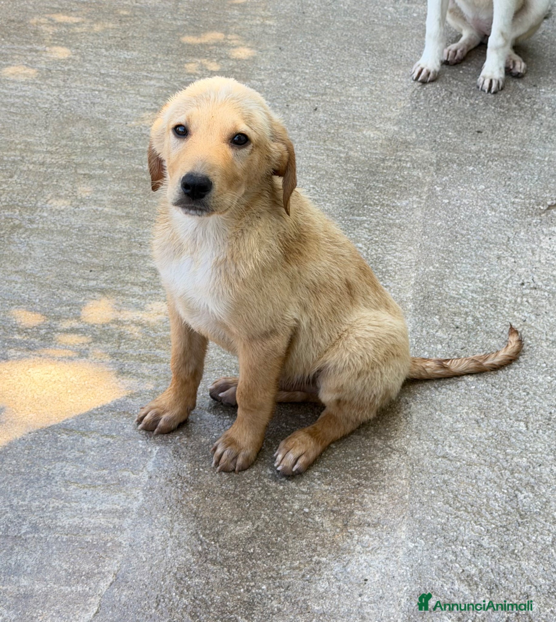 Meticcio cani Ale maschio - Annuncio 6