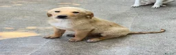 Meticcio cani in regalo: Ale maschio a Provincia di Como - Annuncio 1