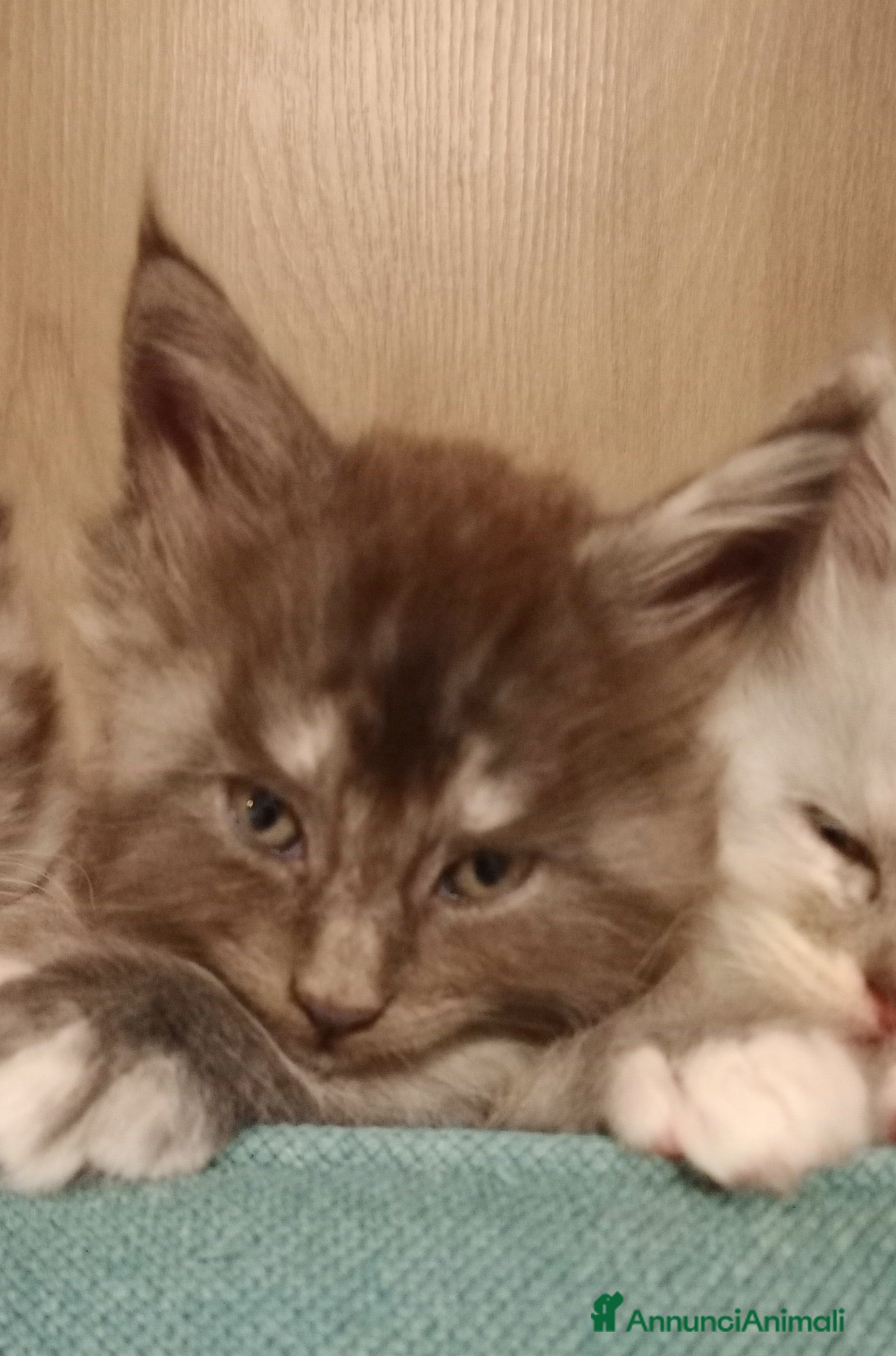Maine Coon gatti Maine coon cuccioli  - Annuncio 3
