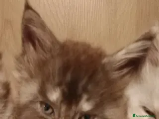 Maine Coon gatti Maine coon cuccioli - Annuncio 3