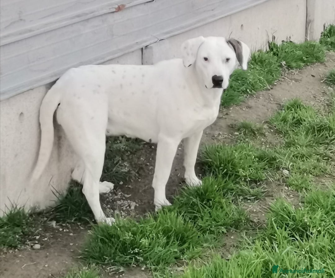 Meticcio cani in regalo: Mix Dogo/Pitt 3anni femmina non trova casa.CASERTA a Città Metropolitana di Milano - Annuncio 5