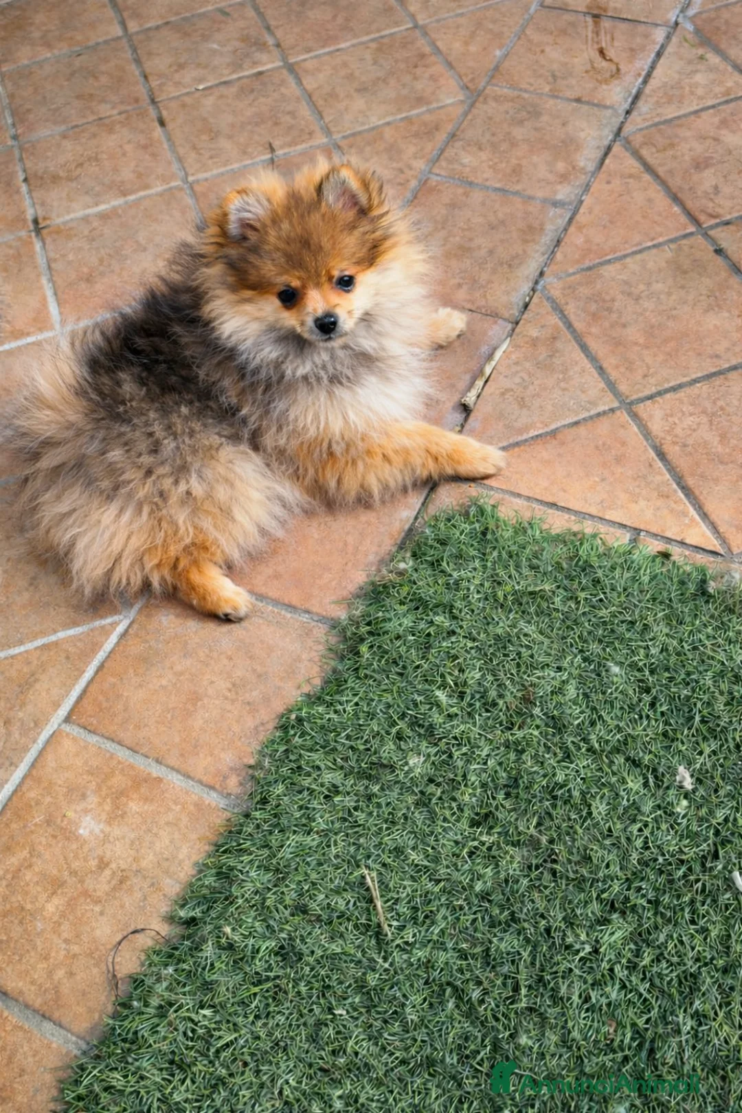 Volpino Pomerania cani in vendita: Pomerania pedigree enci  - Annuncio 3