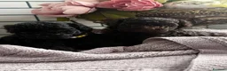 Barboncino Toy cani in vendita: Cuccioli di Barboncino Toy adorabili - Annuncio 12
