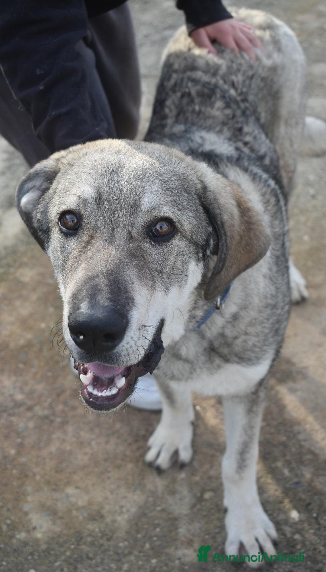 Meticcio cani in regalo: UNA MAMMA PER BALU - Annuncio 4