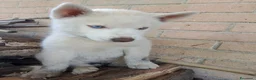 Husky cani in vendita: Siberian husky  - Annuncio 22