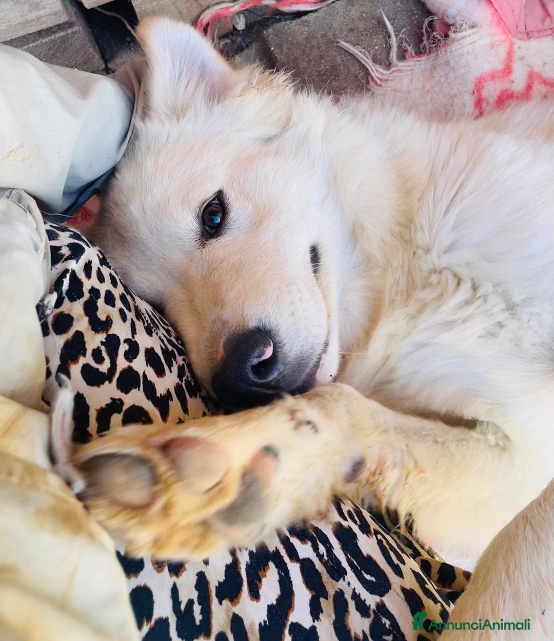 Meticcio cani in regalo: IL TENERISSIMO AIKO - Annuncio 6