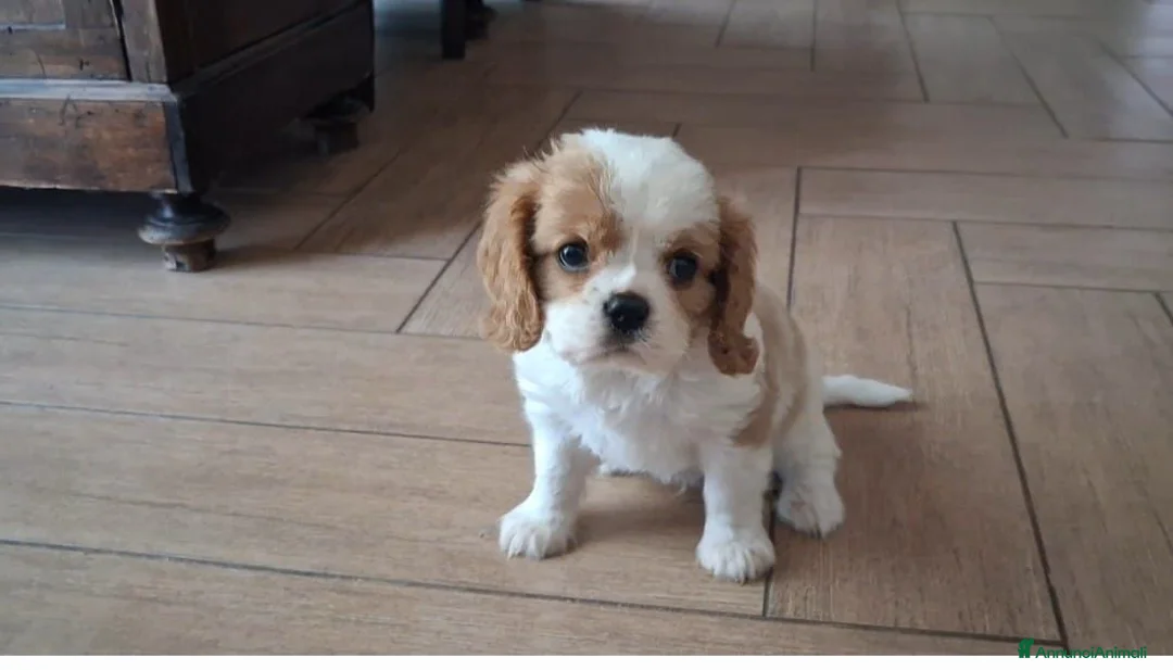 Cavalier King cani in vendita: Ultimo cucciolo di Cavalier King con Pedigree - Annuncio 2