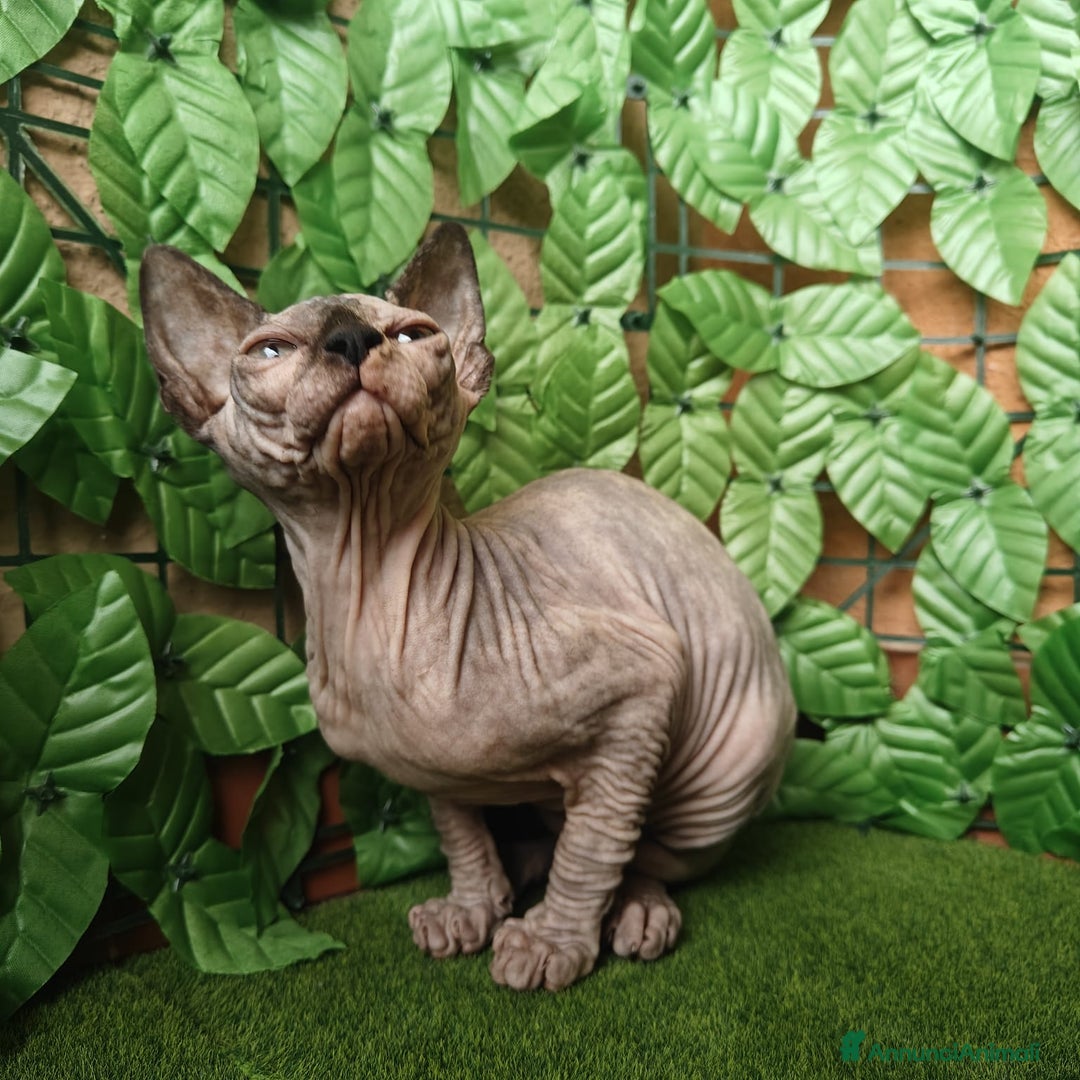 Sphynx gatti in vendita: Gattina spinkns tre mesi Pedigree  - Annuncio 6