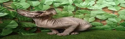 Sphynx gatti in vendita: Gattina spinkns tre mesi Pedigree  - Annuncio 6