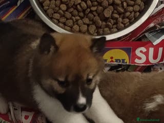 Shiba Inu cani Shiba Inu a Province of Pavia - Annuncio 4