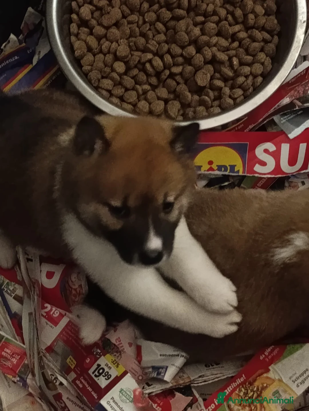 Shiba Inu cani in vendita: Shiba Inu a Province of Pavia - Annuncio 1