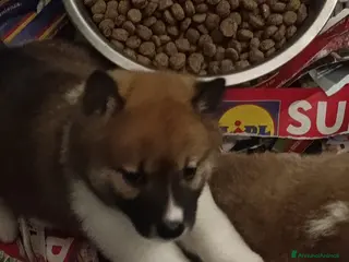 Shiba Inu cani Shiba Inu a Province of Pavia - Annuncio 3