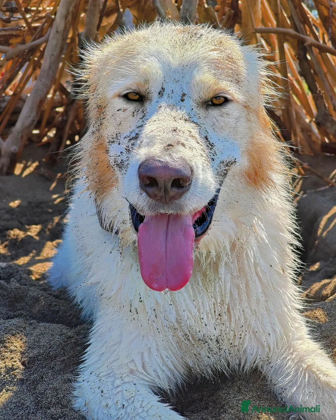 Meticcio cani per accoppiamento: Sky un incrocio di maremmano dolcissimo  - Annuncio 1