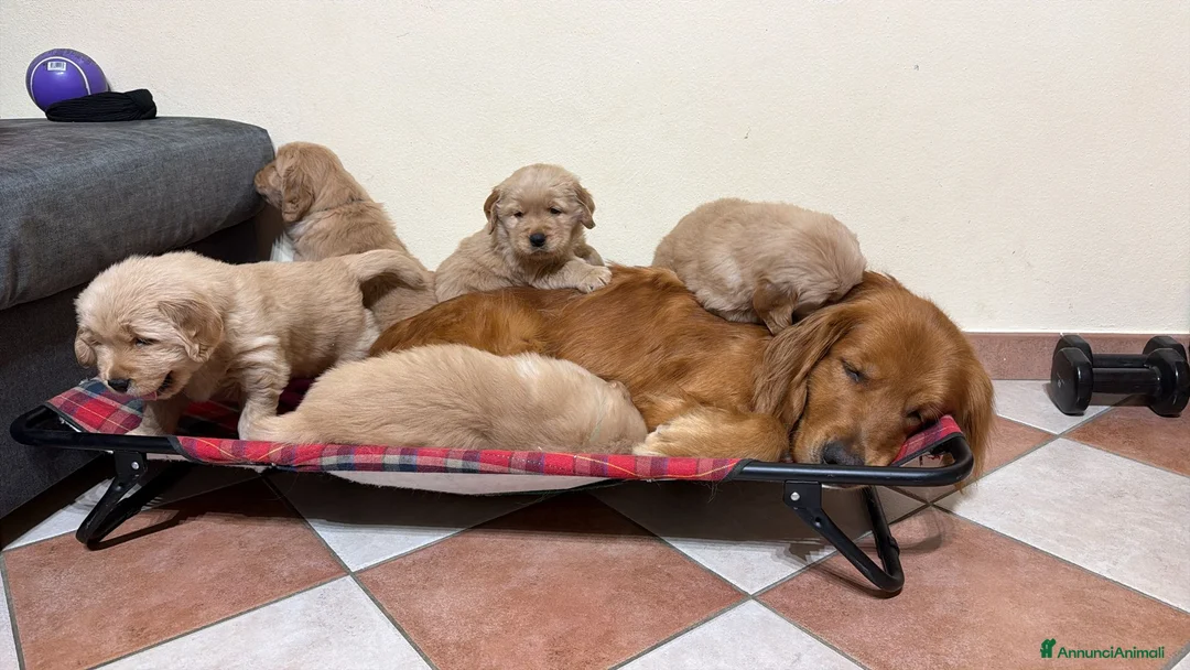 Golden Retriever cani in vendita: Golden retriever americano  - Annuncio 19