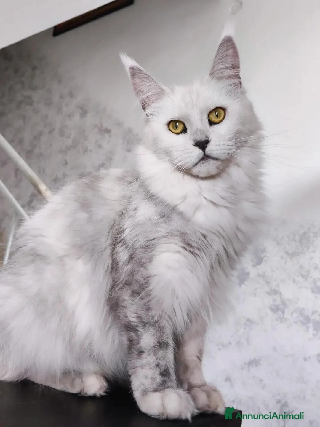 Maine Coon gatti in vendita: Maine Coon black silver shaded sterilizzata - Annuncio 2