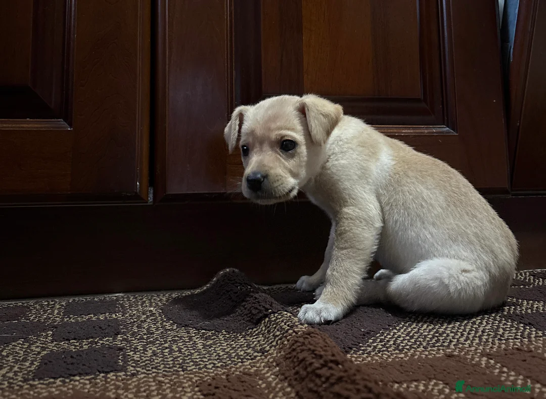 Labrador cani in vendita: CUCCIOLO LABRADOR  - Annuncio 1