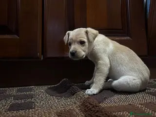 Labrador cani CUCCIOLO LABRADOR - Annuncio 1